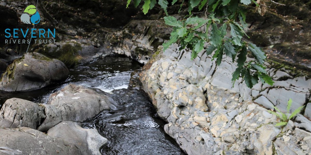 severnrivers's tweet photo. An exciting opportunity has arisen to join our team as Head of Operations overseeing the operational delivery of our conservation programme.  For full info &amp; to apply visit our website. Applications close 4th Dec💦👇
https://t.co/kY9P3EXYoI
@CountrysideNews @EnvironmentJob_ https://t.co/DqB3iQG2EY