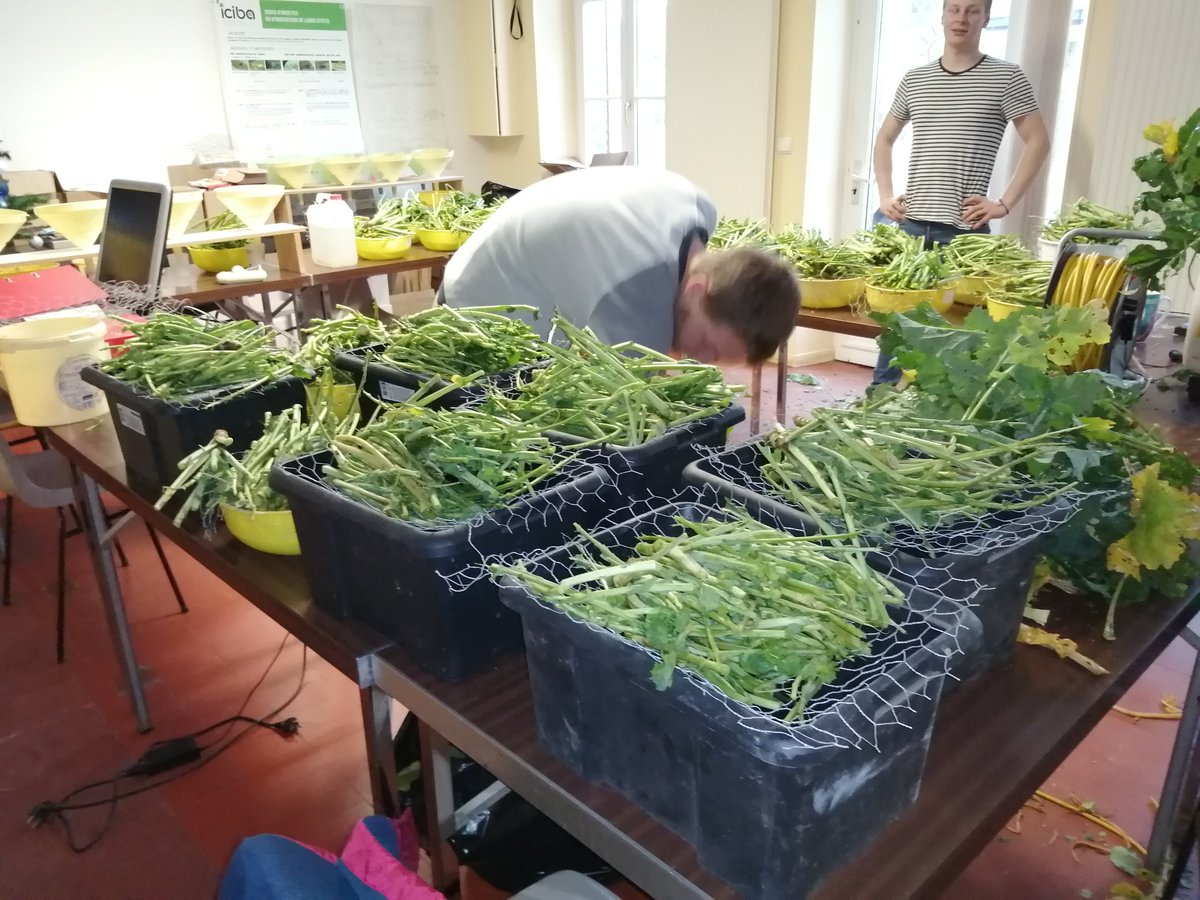 #berlèses dans l'essai variété colza. Merci à Marine et Antoine pour le coup de main 💪