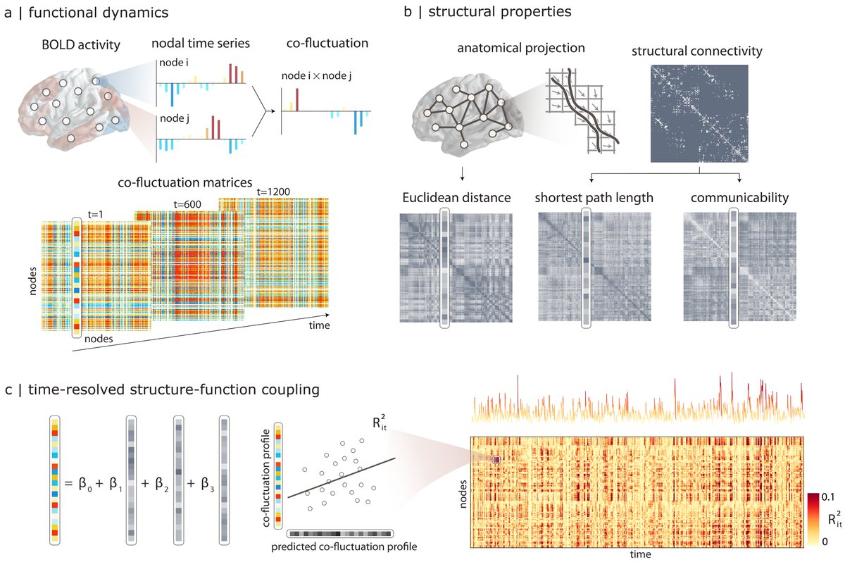 Time-resolved structure-function coupling in brain networks | doi.org/10.1038/s42003… led by the dynamic duo @liuzhenqi0303 @bertha_vr w/ @Nathan_Spreng @BorisBernhardt @richardfbetzel How does structure-function coupling fluctuate over time? Answers after the jump ⤵️
