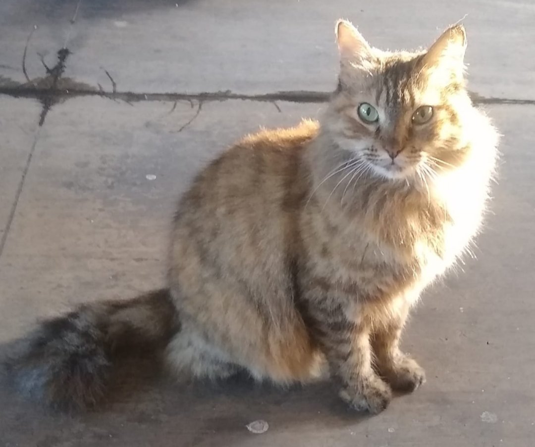 Janya75's tweet photo. #SOS 💔💔💔 Agatha (una de nstras gatitas comunitarias) desapareció. Se estima el sábado 26/11 aprox. a las 12.30 pm.
Hace vida DENTRO del Conjunto Residencial Parque Prebo, Calle 130 c/c 105D. #Prebo1 #Valencia #Carabobo desde hace más de 5 años. Esterilizada y súper dócil 🆘 https://t.co/sqUJELPoOa