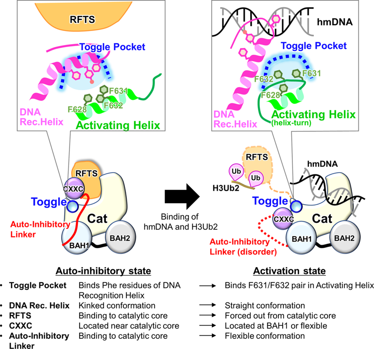 HLXBIO's tweet photo. DNMT1 is essential for DNA methylation, a process that unregulated leads to cancer and developmental abnormalities.
#cryoem #crystallization #crystallography #drugdiscovery #drugdesign #protein #proteins #dna #rna #antibody #antibodies #science #nature #research #bio #bionetwork https://t.co/u03ob95gZh