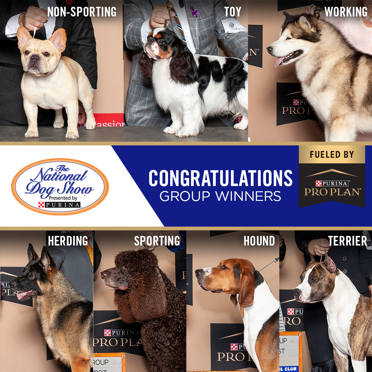 Congrats to all #NationalDogShow champions, including the 7 <a href="/Purina/">Purina</a> Pro Plan-fed Group Winners! We're proud to fuel these extraordinary dogs. #ProPlanDog