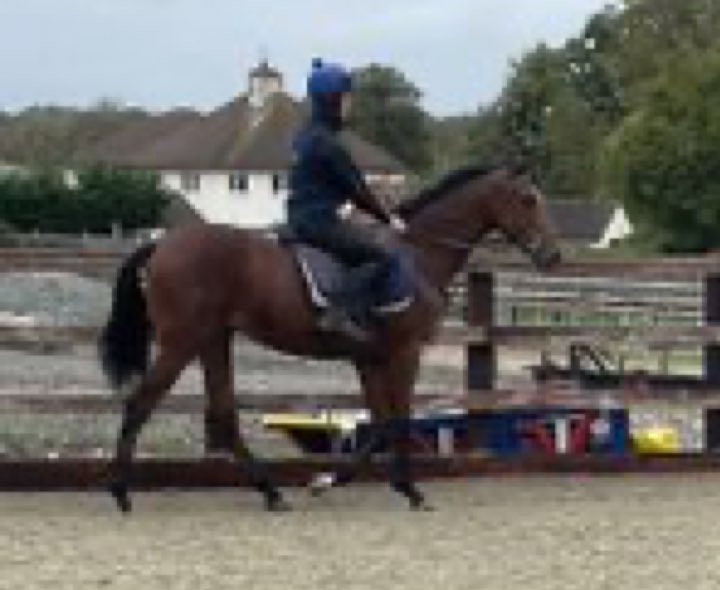 🔥🔥 Cyber Monday Deals 🔥🔥

Deals today only on our new additions

25% off purchase price today only !!

10% off first 3 months training fees!!

Full Authority 83 rated gelding aimed at Friday and Saturday races

Expert Eye yearling a big future ahead