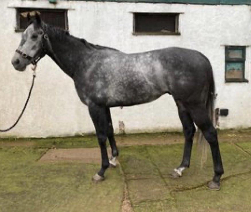 tip_sword's tweet photo. 🔥🔥 Cyber Monday Deals 🔥🔥

Deals today only on our new additions

25% off purchase price today only !!

10% off first 3 months training fees!!

Full Authority 83 rated gelding aimed at Friday and Saturday races

Expert Eye yearling a big future ahead https://t.co/UGB7Omq0uL