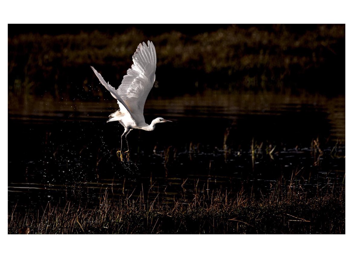 Out with my camera this morning 
#littleegret taking off along the #exeestuary #Devon 

<a href="/TurfLocksPub/">TurfLocksPub</a> 

#wildlife #birdphotography #chiarscuro #wildlifestories