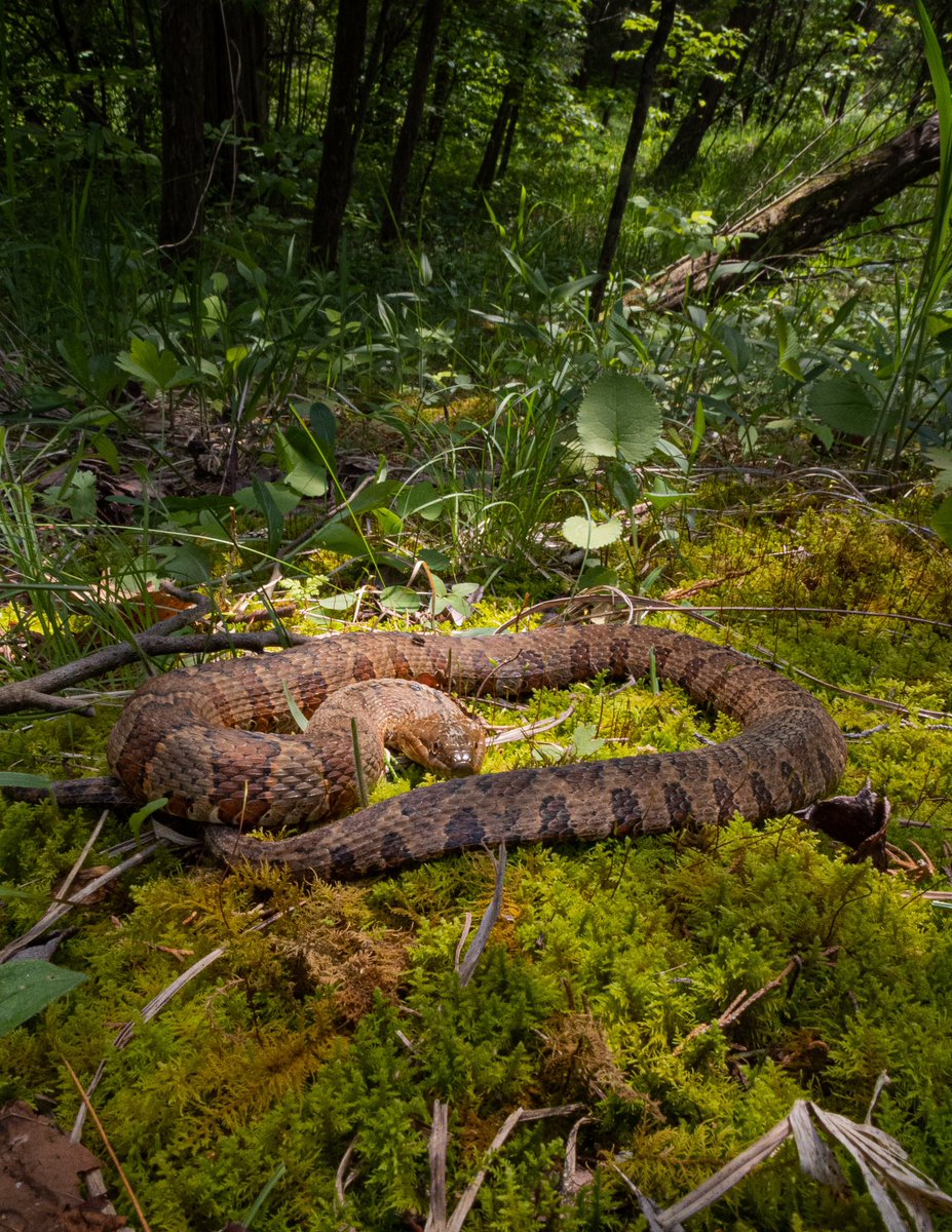 Brennan Stokkermans on Twitter "One of the most northern water snakes I have ever seen
