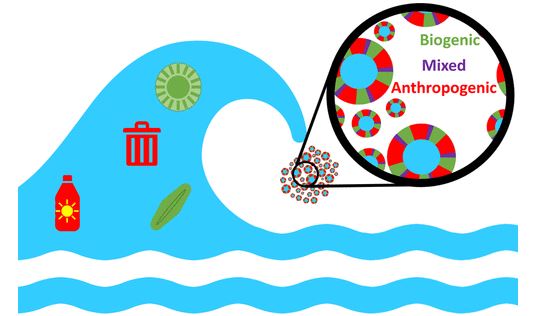 Human pollution and marine microbiology mediate the organic composition of sea spray aerosol in coastal contexts.  Read more on this research in ES&amp;T:  go.acs.org/2Vh