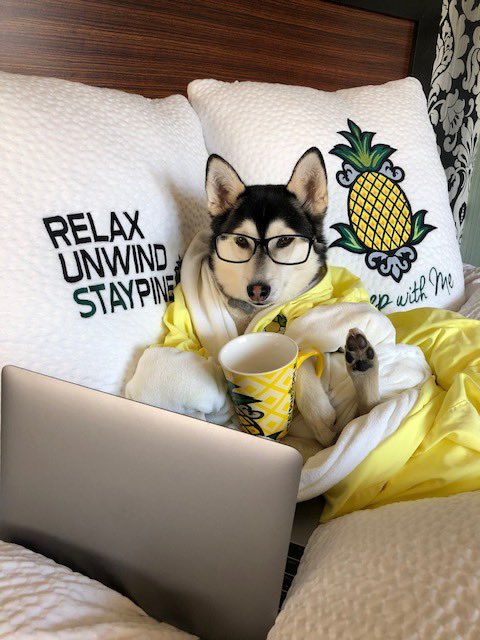 Staypineapple's tweet image. “Is it Cyber Monday or am I just working REALLY hard on these emails?” 🍍😉💻

Don’t miss out! Use code “CYBERMONDAY” for our best deals of the year! 💛

#Staypineapple #CyberMonday2022