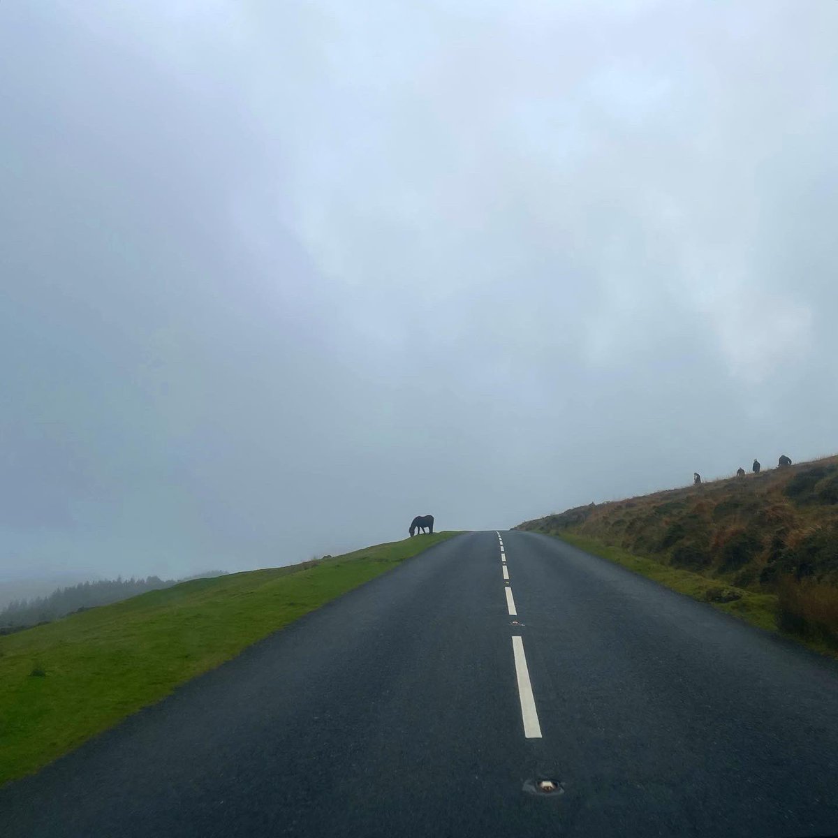 sarahmcquaid's tweet photo. And here are a few photos from yesterday’s beautiful drive across #Dartmoor in the #mist en route to last night’s gig in St Leonard’s Church, #Sheepstor, #Devon. #dartmoormist #dartmoornationalpark https://t.co/CTXE2Fwiis
