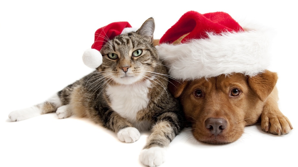 Many have started their #holidaydecorations, but did you know that #Poinsettias are toxic to both #Dogs and #Cats? #Holly and #Mistletoe can cause all sorts of horrible #digestionissues too!
Check out these holiday #PetSafety tips from the <a href="/ASPCA/">ASPCA</a>

bddy.me/3Uf4q5p