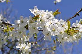 FrostysFlowers's tweet photo. Theres nothing like sweet winter blossoms❄️🌱 https://t.co/0hKJhsPqbV