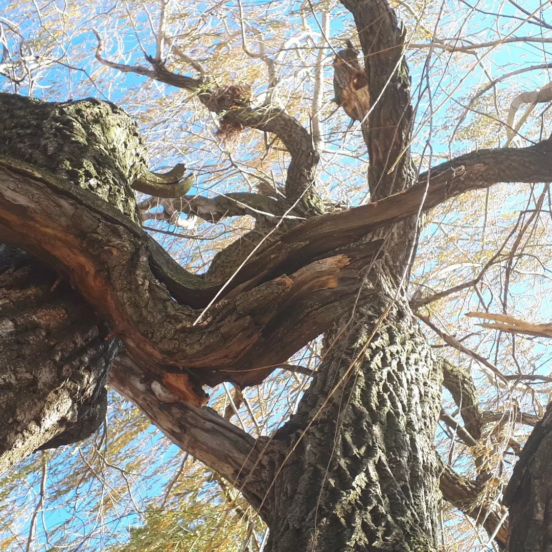 Meaghan_Edwards's tweet photo. A little crow spotting at one of my local parks (Macassa Park) and I hugged 'my' grand old Weeping Willow Tree <3 #WildEarth #biodiveristy #trees #birds #animals #parksofhamilton https://t.co/NHrpPEuBRs