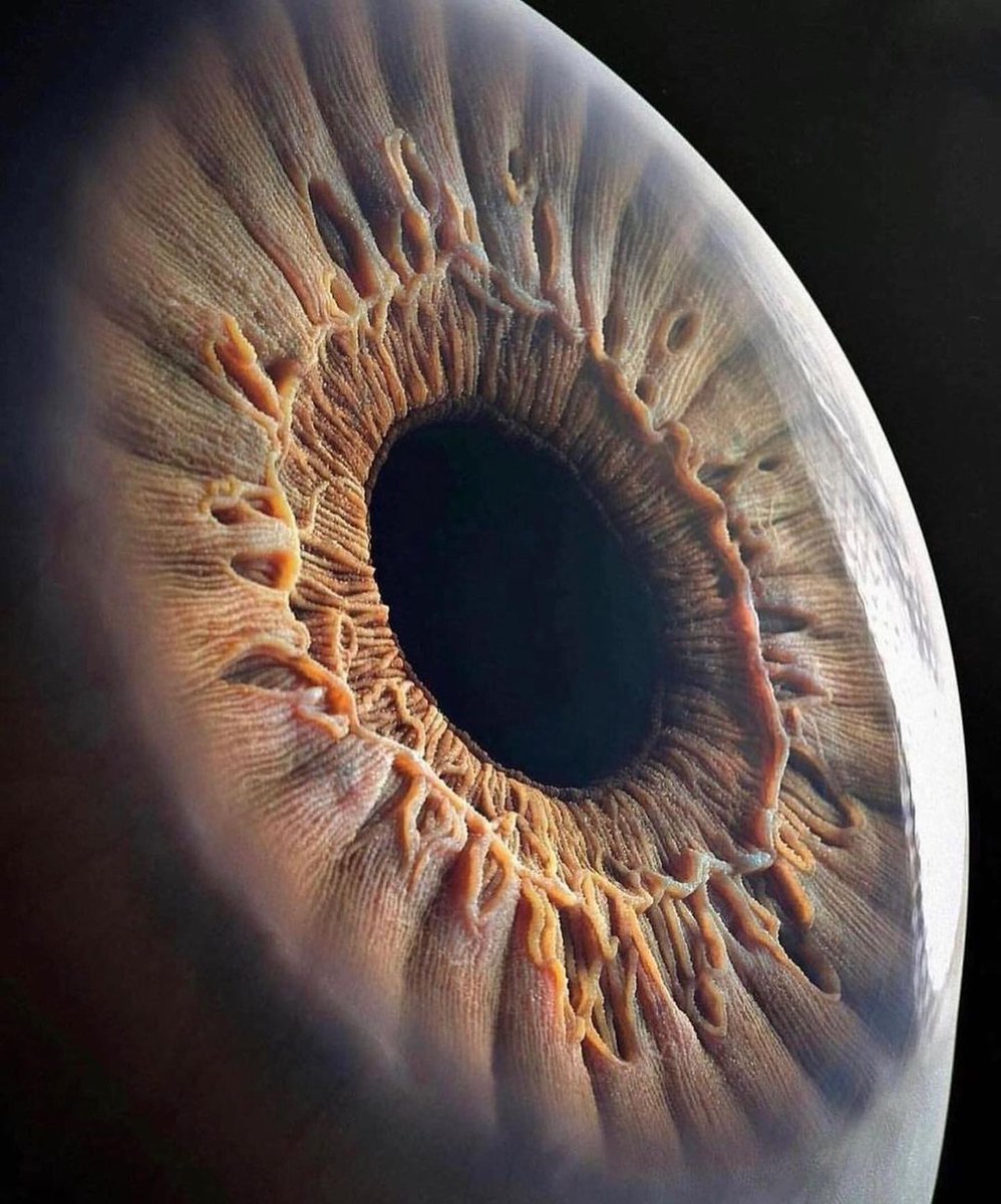 divulgan2's tweet photo. ¿Sabías que el patrón de fibras de cada iris es totalmente único para cada individuo? 👀
Lo cierto, es que los sistemas de reconocimiento de iris son mucho más precisos que los de huellas dactilares, y es que el iris permanece invariable desde la infancia del individuo🫣 https://t.co/Chy2VngH7k