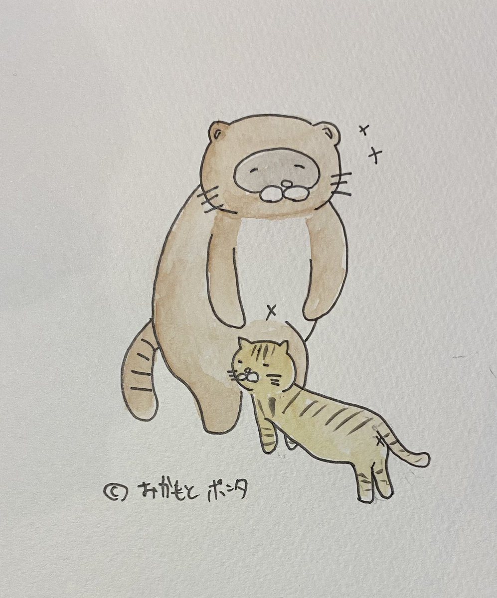 okamoto_tp's tweet photo. 最近、近所でスリスリしてくる猫がいる。ゴロンとお腹も見せてくるので勝手にゴロリと名付けている。
#たぬき　#タヌキ　#猫　#ネコ https://t.co/ng4jyl2e1E