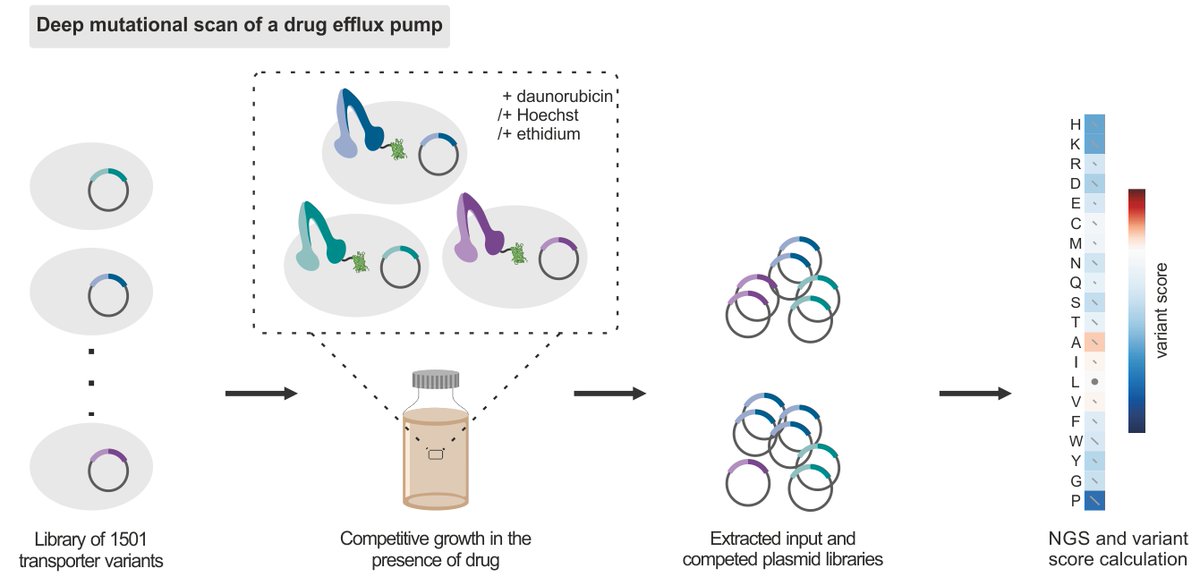 Seeger Lab (@seegerlab) on Twitter photo Proud to see our DMS paper out in <a href="/nchembio/">Nature Chemical Biology</a> after going through a productive review process🥳EfrCD's drug efflux activity profile determined for >1400 single variants. Identified single mutations that convert the exporter into a drug-specific ABC importer! nature.com/articles/s4158… Proud to see our DMS paper out in <a href="/nchembio/">Nature Chemical Biology</a> after going through a productive review process🥳EfrCD's drug efflux activity profile determined for >1400 single variants. Identified single mutations that convert the exporter into a drug-specific ABC importer! nature.com/articles/s4158…