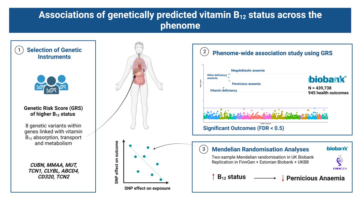 Loukas Zagkos (@loukaszagkos) on Twitter photo In this study, we leveraged genetics to explore the associations of genetically predicted vitamin B12 across the phenome, identifying that higher B12 status was associated with reduced odds of megaloblastic and pernicious anaemia. <a href="/mariejoedib/">Marie-Joe Dib</a> mdpi.com/2072-6643/14/2… In this study, we leveraged genetics to explore the associations of genetically predicted vitamin B12 across the phenome, identifying that higher B12 status was associated with reduced odds of megaloblastic and pernicious anaemia. <a href="/mariejoedib/">Marie-Joe Dib</a> mdpi.com/2072-6643/14/2…