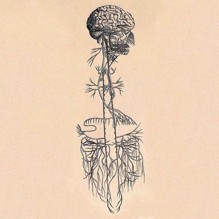 herbs for detoxing the gut are a must, our gut is the foundation of everything, if our gut is imbalanced our immune system won’t function properly making it harder to rid ourselves of toxins. 

some recommendations: