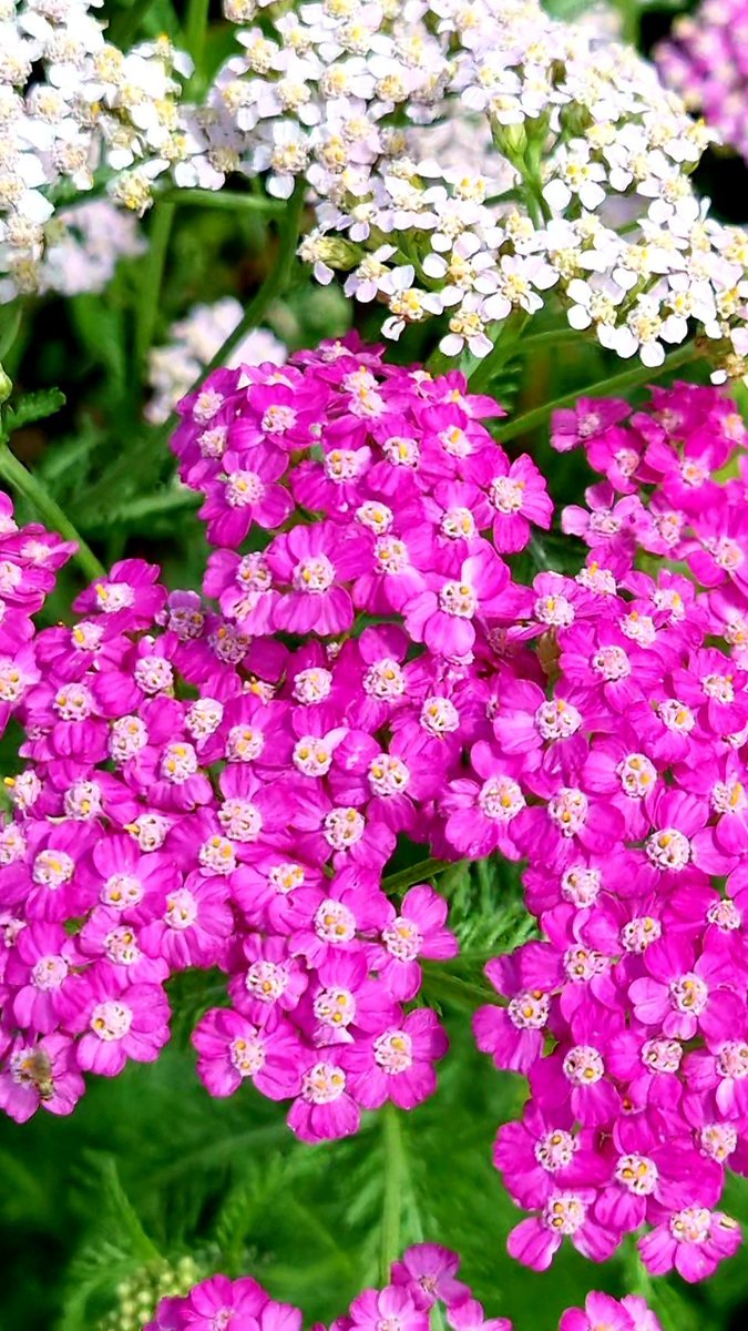 #AlphabettyBlooms Y for Yarrow Aka Achillea #GardeningTwitter 🌸