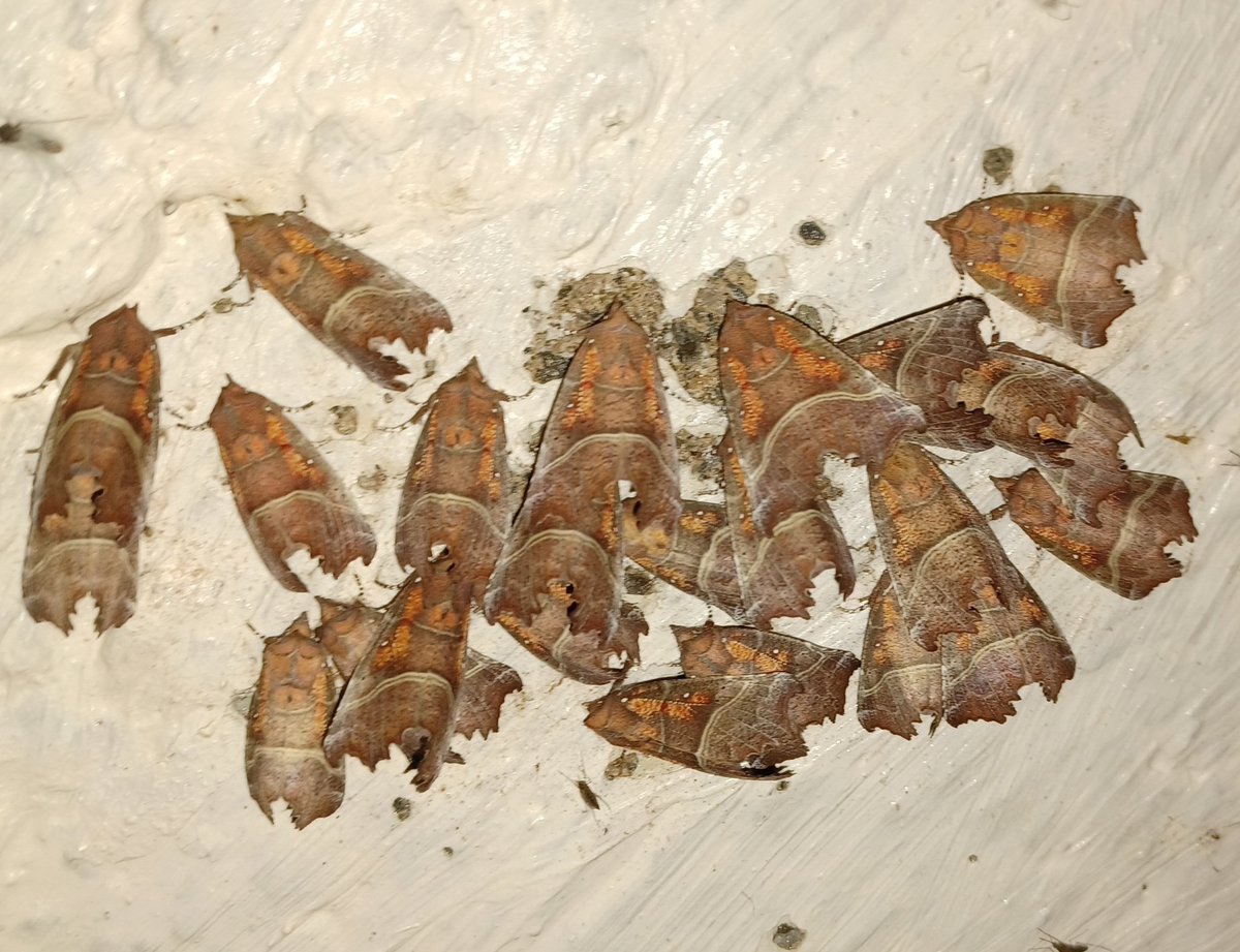 Herald Moth huddles in the cellars of @ntmountstewart Temple of the Winds. This yrs count way down on last year (87 vs near 200). Going to follow up in early Jan as it has been very warm. Perhaps not all in to overwinter yet. Vid later this week. #TeamMoth #MothsMatter