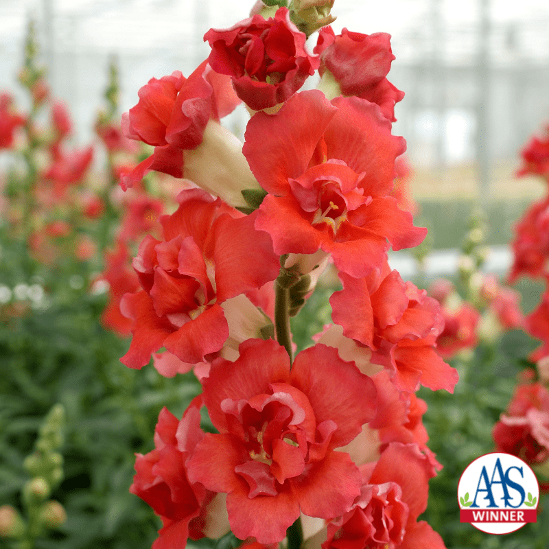 Scott Evans tweet media