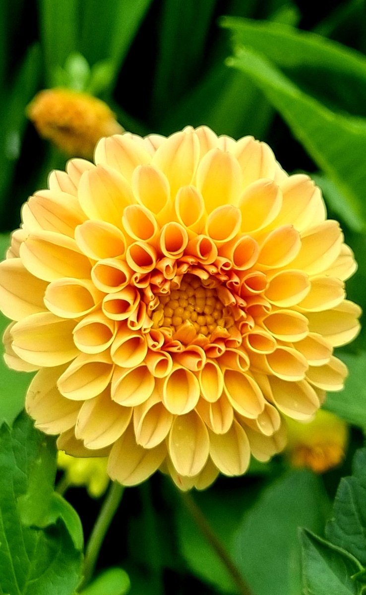 #AlphabettyBlooms Y for yellow! I missed #SundayYellow Yesterday so here it is beautiful yellow dahlia 🤗. Happy Monday #GardeningTwitter 💛