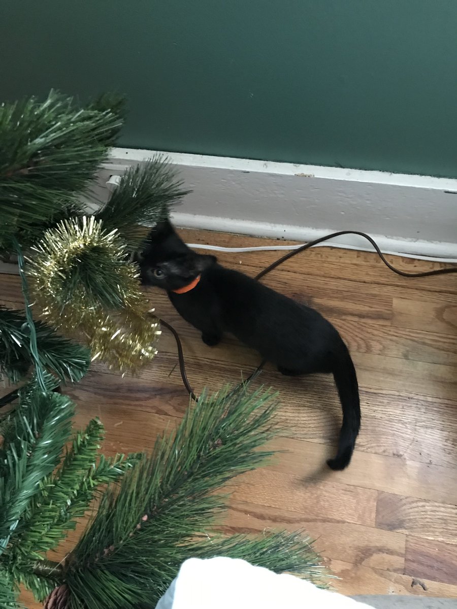 gemcitykittys's tweet photo. And so it begins! 🙀
Onyx takes honors for the first of the twins to see the potential mischief… “Garland, prepare for trouble. You are *toast*! Bwahahaha! 😼😸🐈⬛🖤 #CatsOfTwitter #ChristmasCats #CatsOfWyoming https://t.co/8bOoWUd0pO