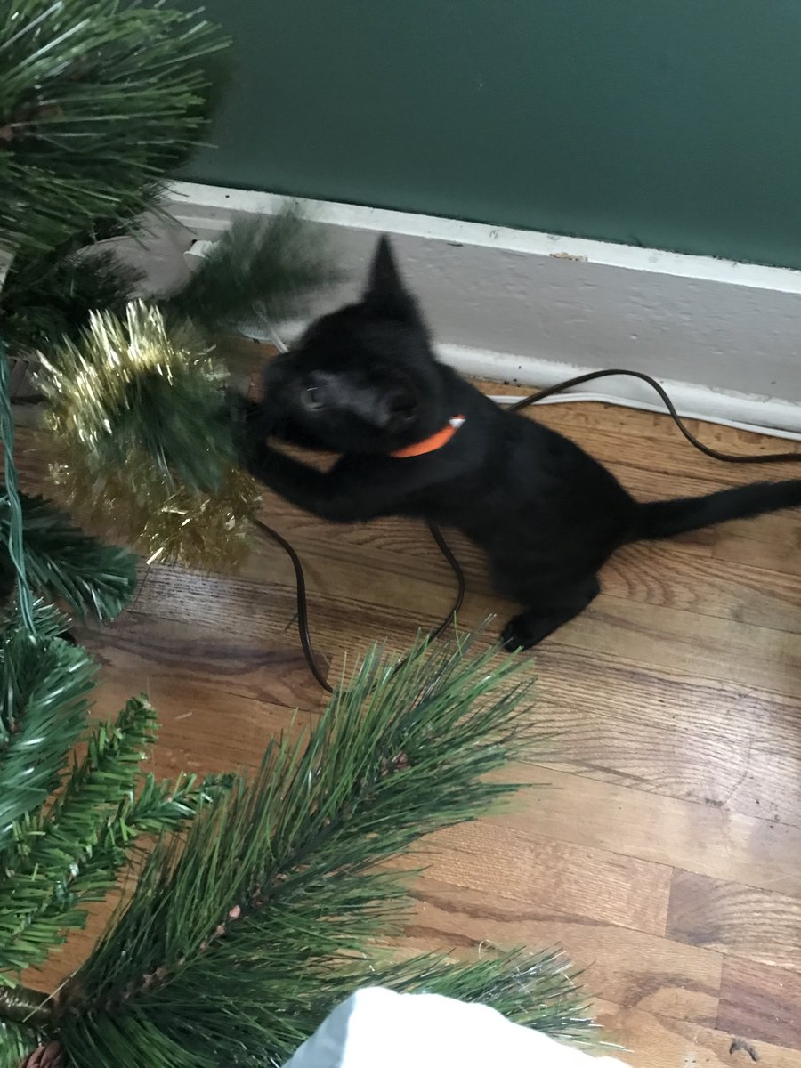 gemcitykittys's tweet photo. And so it begins! 🙀
Onyx takes honors for the first of the twins to see the potential mischief… “Garland, prepare for trouble. You are *toast*! Bwahahaha! 😼😸🐈⬛🖤 #CatsOfTwitter #ChristmasCats #CatsOfWyoming https://t.co/8bOoWUd0pO