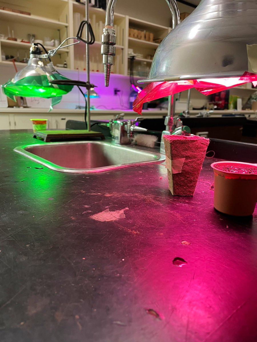 Our <a href="/STEM_Saunders/">STEMatSaunders</a> students are applying the scientific method to investigate how various factors can affect plant growth on different planets. Will different coloured lights or the addition of minerals found on Mars have an effect? Stay tuned! <a href="/SaundersOne/">Saunders Secondary</a>