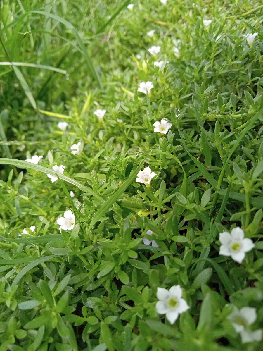 im_ppr_Arjun's tweet photo. 🌼🌿 https://t.co/woWicsIRJc