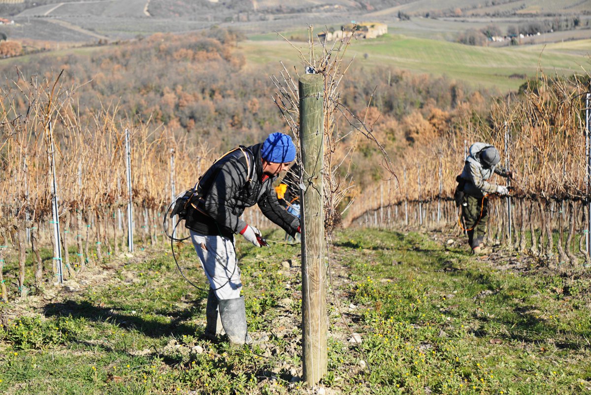 LornanoChianti's tweet photo. This year, compared to 2021, we brought forward the #WinterPruning by two weeks.
Are you curious to know which training system we use?
#lornanochianticlassico #chianticlassico #pruning #sangiovese #winerylife #winerylovers #chiantishire #sangioveselovers #winelife #lornano https://t.co/X3lEGu7Jsv