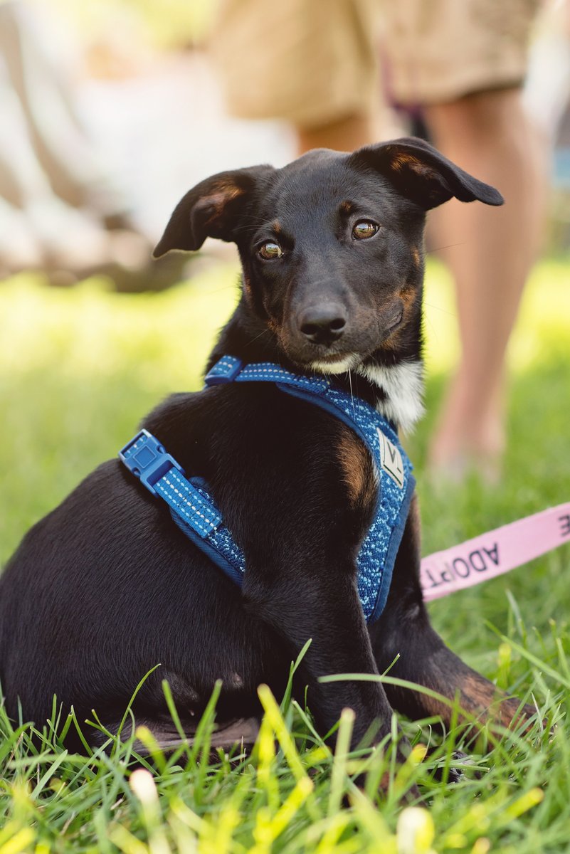 When your human tells you it's time to leave Beardmore Freedom Dog Park 🥺