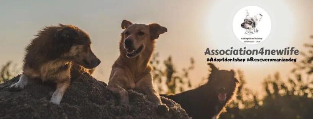 👕Chailly croisé ne vers août 2021 taille moyenne ( chez Elisabeta /Roumanie ) 

👕Je suis le seul qui reste de ma fratrie qui sont tous rentrés en France / qui me donnera cette chance que j attends désespérément 

👕De nature très gentille amicale ludique je serai le compagnon…