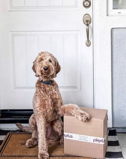 Sometimes things get ‘ruff’ but Plexus® is always there for you! 

Explore Plexus: bit.ly/Plexus-Product