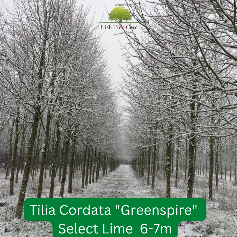 IrishTreeCentre's tweet photo. 🌳New 
Irish Tree Centre Newsletter🗞️at the link below

Click here 🔍
https://t.co/NXBmNjNNSd

#trees #nativeirishtrees #plantnow #planttrees
#oaktrees #maturetrees #lovetrees
#lovegardening

https://t.co/eNzM6GyV8M https://t.co/h5lJYDQexC