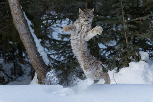 HumSnowy's tweet image. st ' adig on.. two l eg'!!