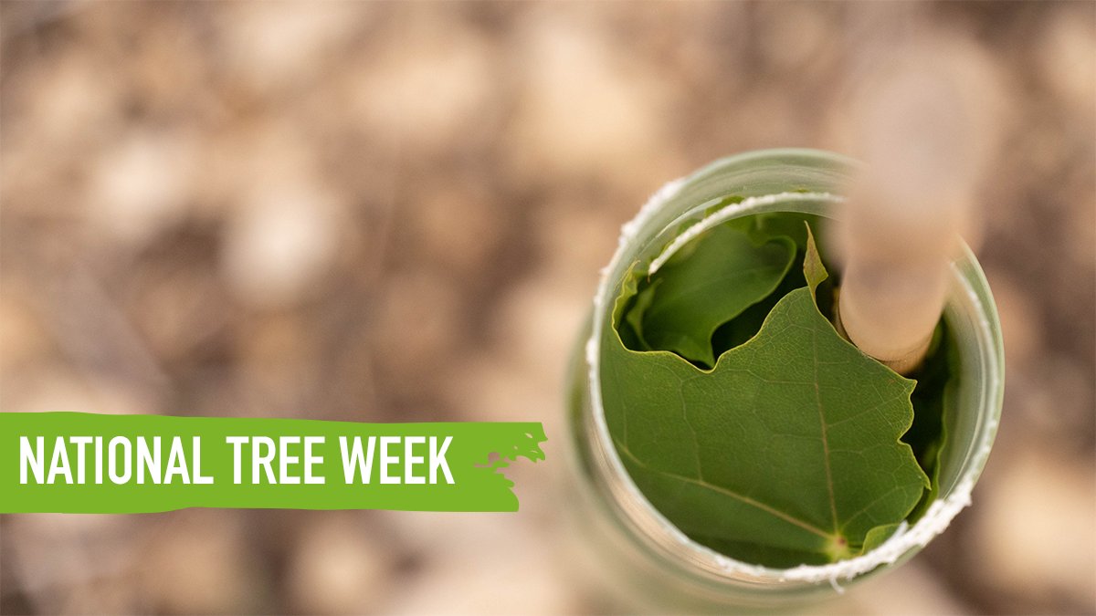 Muddy Faces on Twitter "RT GrowninBritain It's NationalTreeWeek 🌱🌲🌳