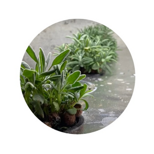 AiGardener's tweet photo. How To Grow Lavender Hydroponically
#chappygardener #clicktogrow #Farming #gardening #grow #Hydroponic #hydroponically #Lavender
https://t.co/INU2u4GlOf https://t.co/ltbCtmitOM