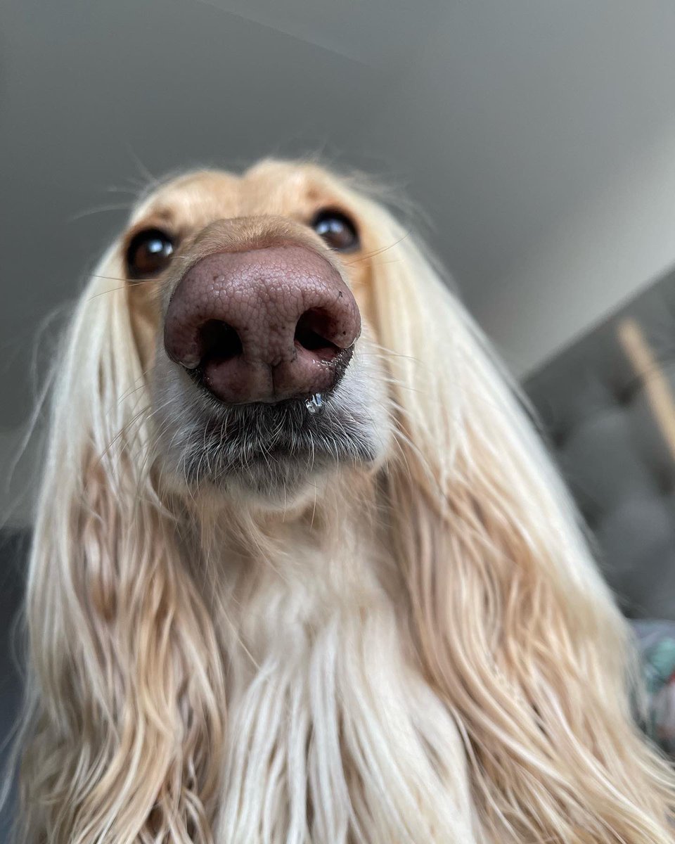 Hey!! Do you see my tweet?? Come and say Hello!!🥰 #legolastheafghanhound #DogsOnTwitter #DogsofTwittter #dogsoftwitter #dogsoftiktok #dogsofinstagram #dogsarefamily #dogs #DogLover #dog #afghanhound