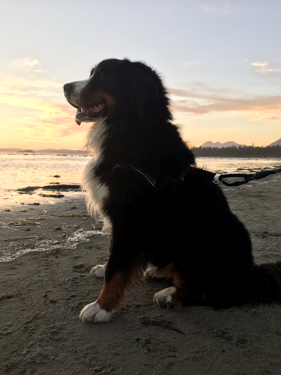 bunsenbernerbmd's tweet photo. Here are SEVEN fun facts about dogs that will blow your mind! 
#TSPST https://t.co/nUNCS6u8SH
