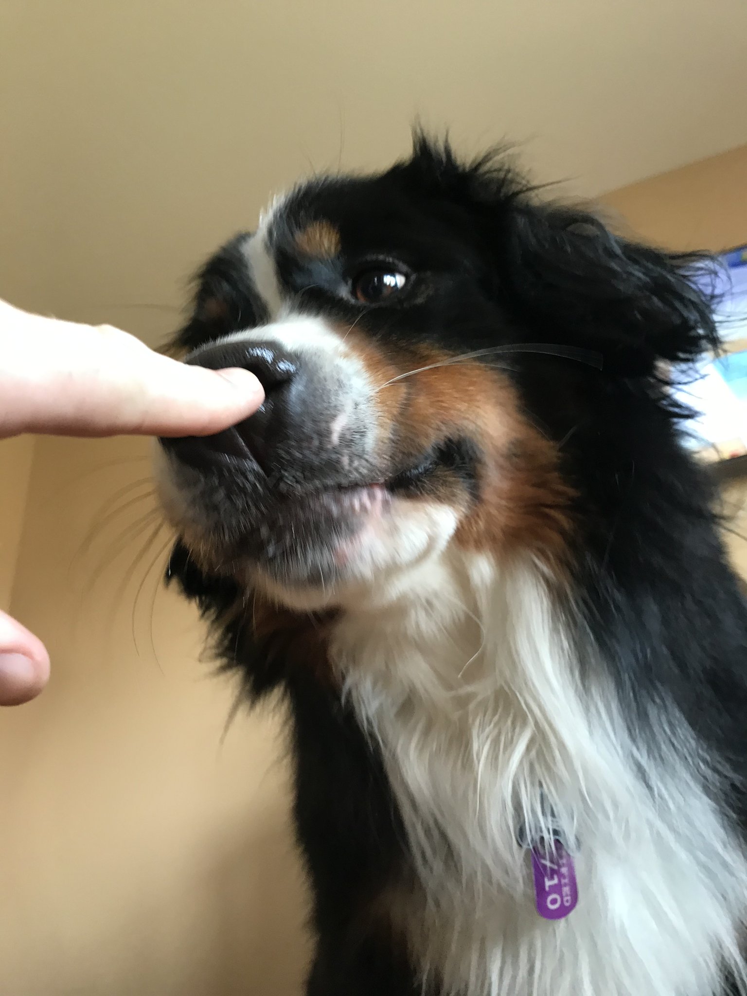 Bunsen and BEAKER on Twitter "1. Each dog nose print is unique! Human