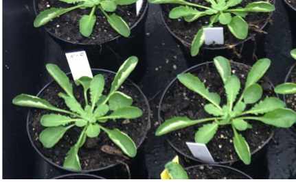 Strange looking Arabidopsis thaliana (ecotype Col-0) plants. Leafs are curling upwards in older short day plants (4 -6 weeks). Has anyone seen this before and know how to handle this?