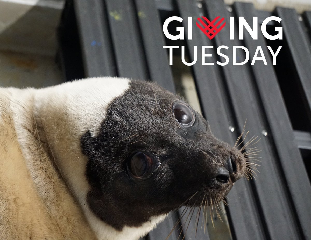 Giving Tuesday is tomorrow! Help us raise funds to care for our arctic seal patients! Follow the link to learn more. facebook.com/donate/2432677…