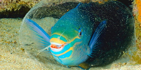 MaddieDolan_'s tweet photo. Haven’t been sleeping well? Maybe you should try the strategy employed by #parrotfish- mucus cocoons!! Parrotfish create their own cozy cocoons to ward off parasitic isopods- kind of like their own mosquito net! To learn more, visit https://t.co/0ld1yaIygx! #GEV4320 @geoenv_nova https://t.co/1UI9heGCtv