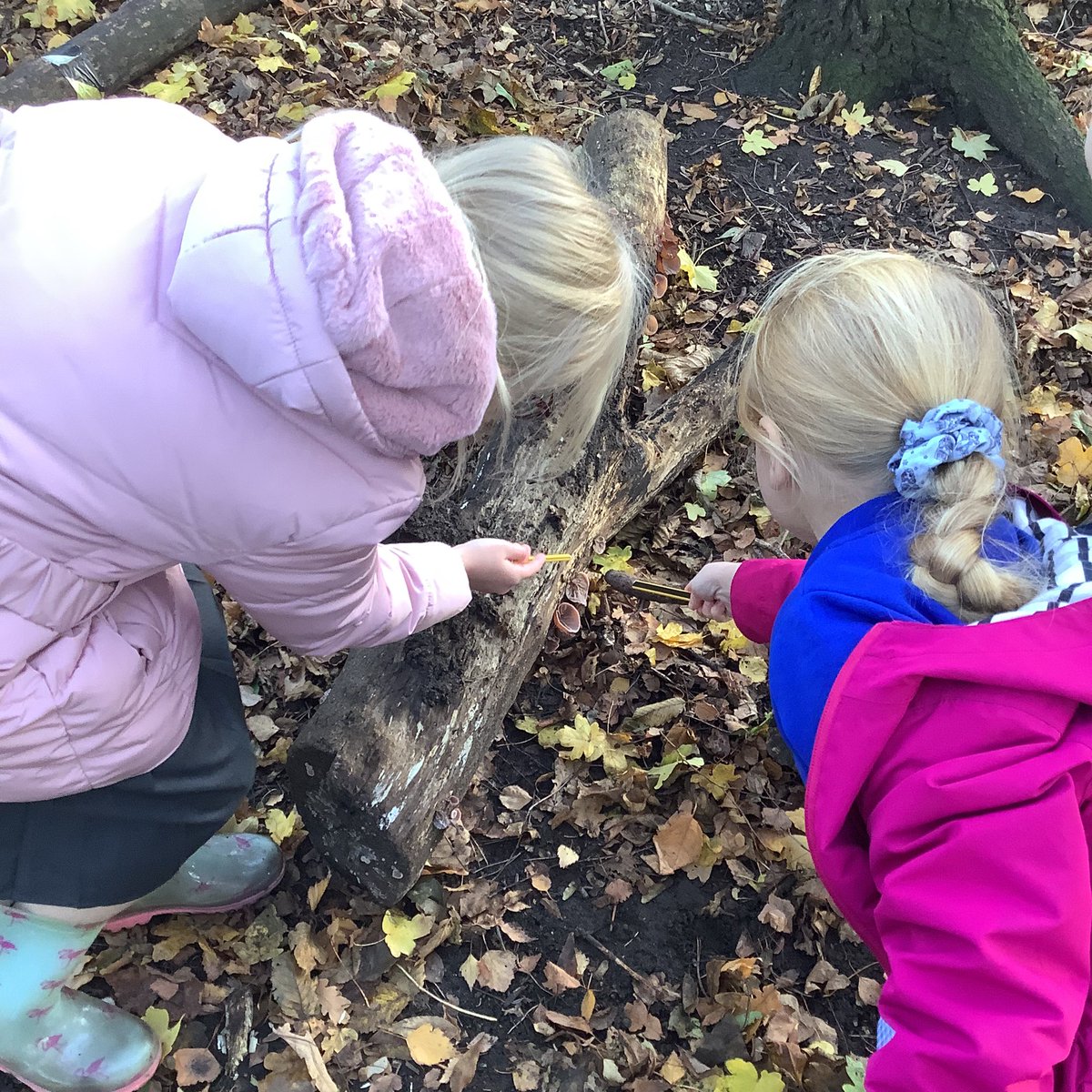 Wfp_Willow's tweet photo. A great Science lesson with Year 1 and 2 comparing the mini beasts we can find in different habitats (followed by a fun session of hide and seek)! We think we even identified the strange looking fungi we found as ‘Jelly Ears’ @woodlandtrust - are we right? https://t.co/McjWOLr1rv