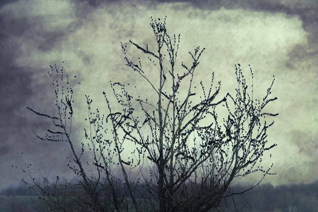 FotografieErik's tweet photo. Birds in the tree of destiny.
Landschap
#bestofnetherlands #wonderful_holland #dutch_connextion #instanetherlands #holland_photolovers #igholland #dernederlanden #zoomnl #digifotopro #kameraexpress #cameranu_nl #dutchwoods #netherlandsexplorer #camera… https://t.co/uOnk6ZTGoA https://t.co/uw0BeVD3Cs