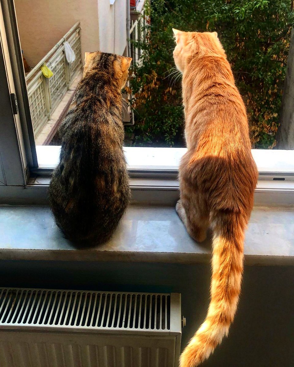 #SOKAKHAYVANLARISAHİPSİZDEĞİL