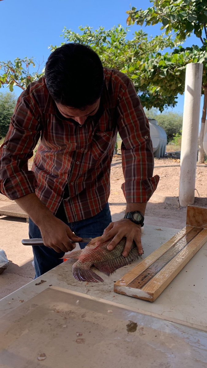 isapesca's tweet photo. En Seguimiento a la solicitud del H. Ayuntamiento de Culiacán, se realizaron trabajos técnicos en el dique Los Pobres "Los Becos", ubicado en la sindicatura de Costa Rica, en coordinación con el H. Ayuntamiento de Culiacán, y pescadores, con el objetivo de realizar monitoreos de https://t.co/luAjkeMZLz