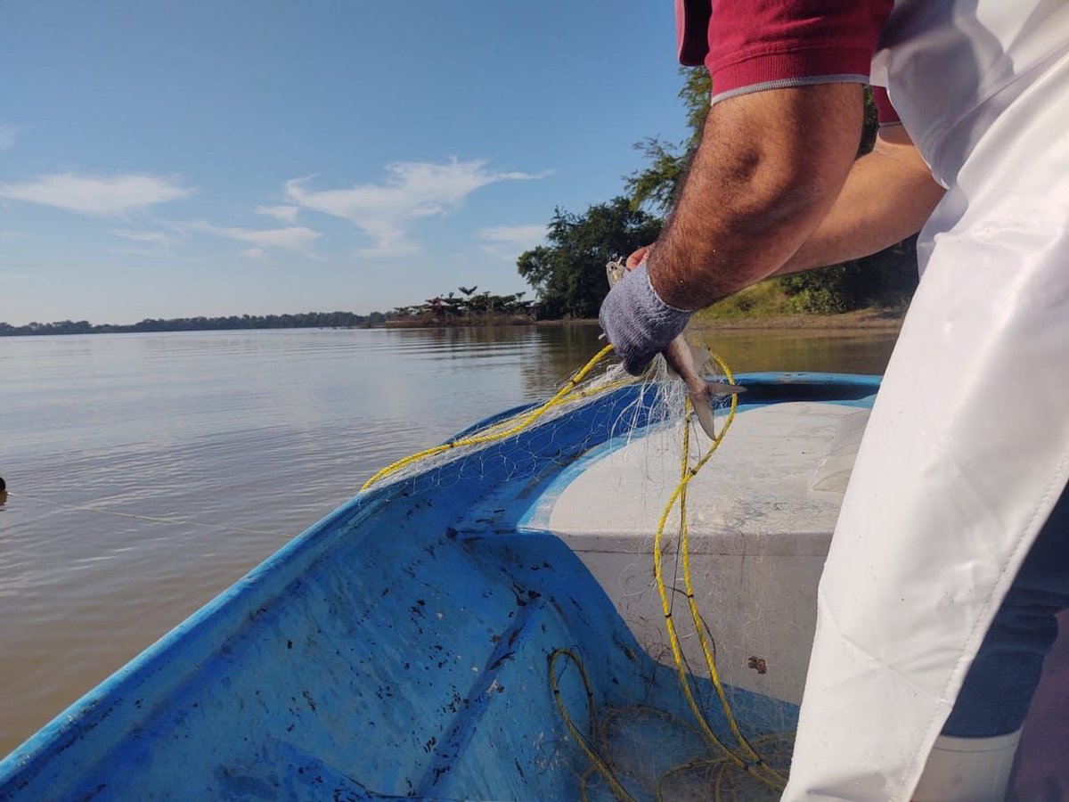 isapesca's tweet photo. parámetros físico-químicos y biometrías, necesarios para determinar la existencia del pez “Diablo” y “Chihuil” en el  embalse. Así como un estudio de batimetría, para dictaminar la factibilidad de la instalación de jaulas flotantes para el cultivo de tilapia hormonada. https://t.co/6Uj3ncko2Q