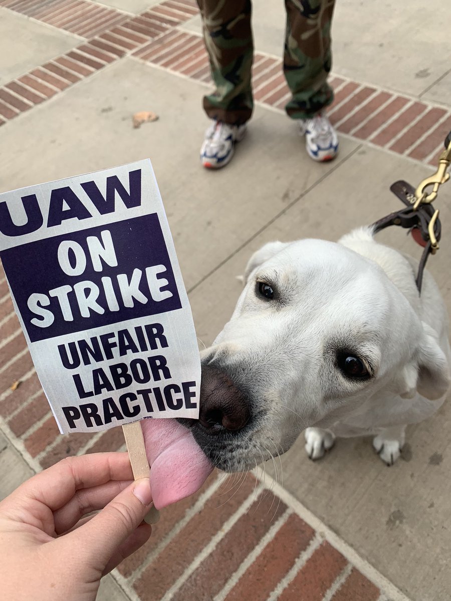 very good picket dog Suki hanging out with us this morning <a href="/Picketdogs/">Dogs of the Picket Line</a> #FairUCNow