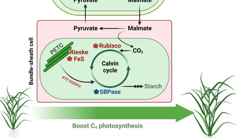 NEWS &amp; VIEWS:  Not all Calvin’s are equal: Differential control of the Calvin cycle in C3 versus C4 plants (Alexandra J Burgess, Peng Wang) buff.ly/3OHy7KW #PlantSci <a href="/ASPB/">ASPB</a>